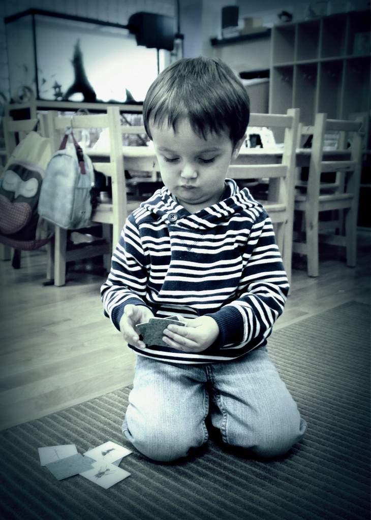 Brayden - insect cards